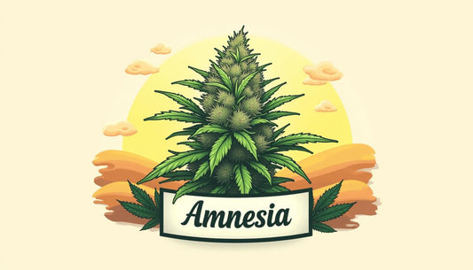 CBD AMNEZIJA MAFRENCHWEED ŠVIESA