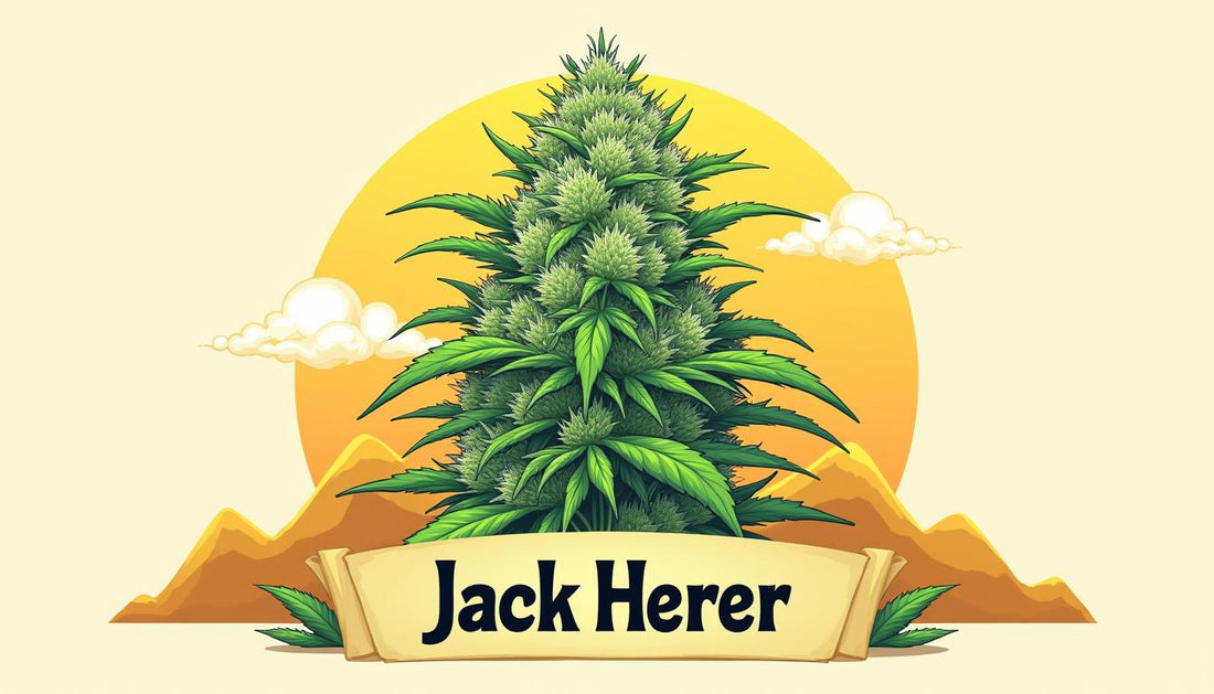 JACK HERER CBD MAFRENCHWEED ŠVIESA