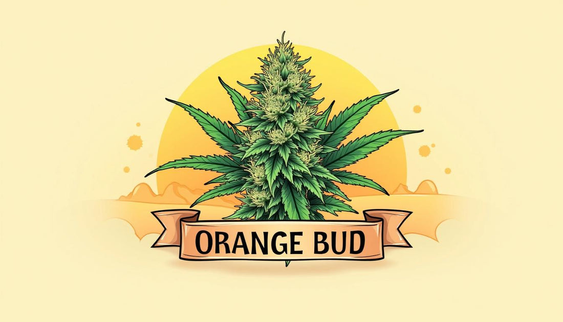 ORANGE BUD CBD MAFRENCHWEED ŠVIESA