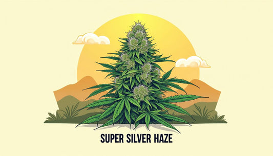 SUPER SILVER HAZE CBD MAFRENCHWEED ŠVIESA