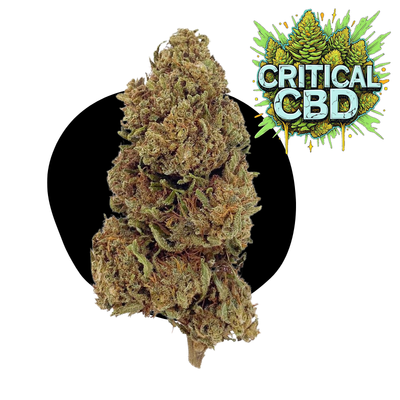 Critical CBD